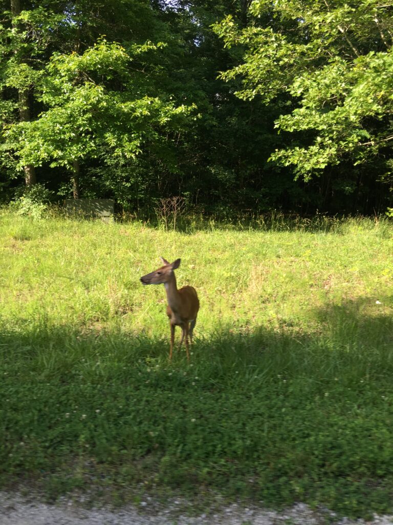 whitetail deer in mammoth cave